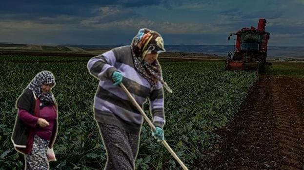 İlk kez 2017'de musallat oldu! Bursa'da köylülerin kabusu: Dokunduğunu öldürüyor, yok etmek imkansız