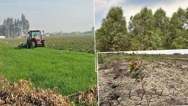 Bu kadarına pes! Mersin'de akıl almaz olay: 9 bin yıllık Antik Kenti tarlaya çevirdiler, tarihi okaliptüs ormanına fidan diktiler