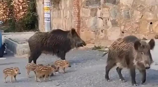 Kuşadası'nı  domuzlar istila etti! Besleyenlere ceza geliyor