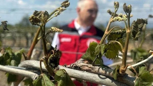 Böylesi 30 yıldır görülmedi! 65 ili zirai don vurdu: En büyük zarar Manisa'da! En çok o ürün etkilendi, fiyatlar katlanacak