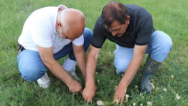Sivas'ta doğada kendiliğinden yetişiyor! Et yerine tüketiyorlar, hepsi bedava: Allah bize lütfetti