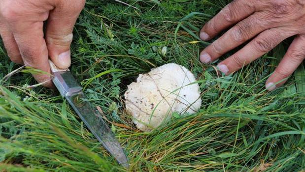 Sivas'ta bedava protein! Doğadan elleriyle tek tek topluyorlar: Allah bize lütfetmiş, etten daha çok seviyorum