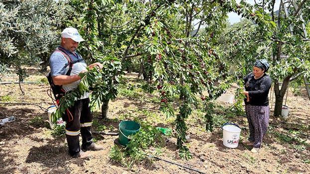 Hatay'da hasat başladı ama çiftçi memnun değil! Ürün bahçede 100 liradan alıcı buluyor