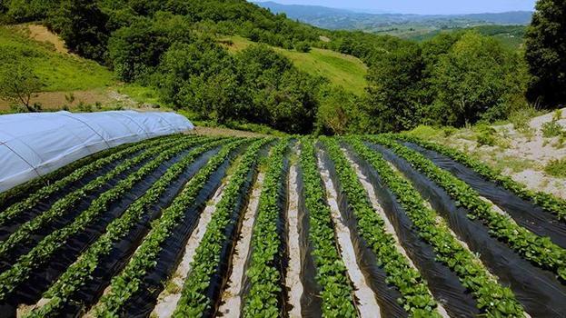 En hassas meyvede ilk hasat yapıldı! Atıl durumdaki arazilerdeki alternatif tarım meyvesini verdi