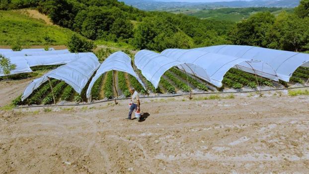 Alternatif tarımın meyvesi oldu! İlk hasadı başladı, maliyet yüzde 50 düştü