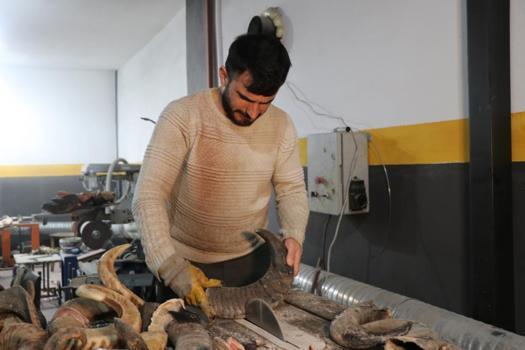 Dişi manda boynuzu hiç bu kadar değerli olmamıştı! 60 bin TL’den satışa sunuluyor