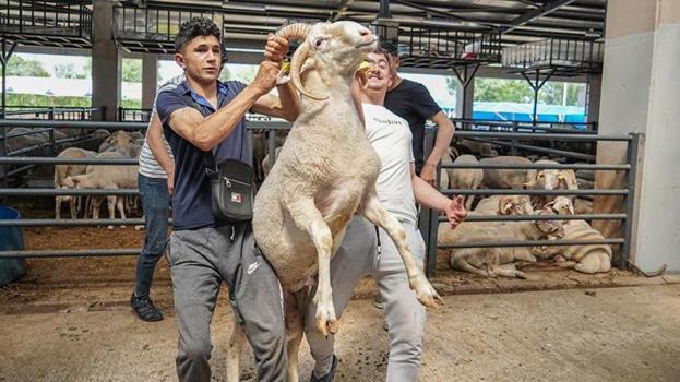 Bursa'da kurban pazarına giren ona bakıyor! Bu özelliği hiçbir hayvanda yok