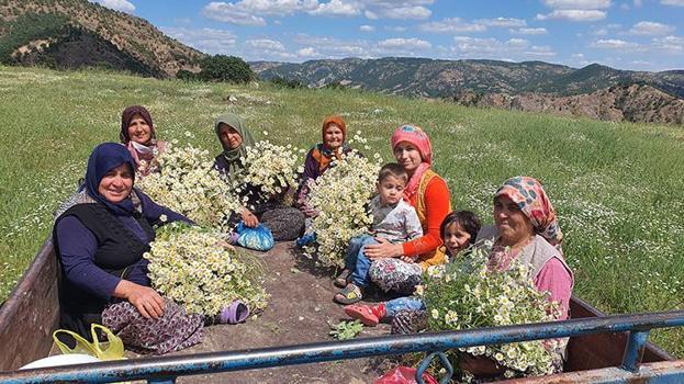 Yaylalarda ücretsiz toplayıp üzümden daha pahalıya satıyorlar! Manisa'da kadınların mesaisi başladı