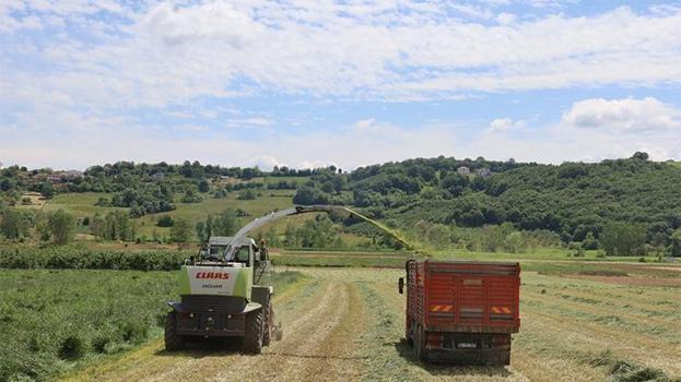 Kocaeli'de süt otu mesaisi! İlk hasat başladı