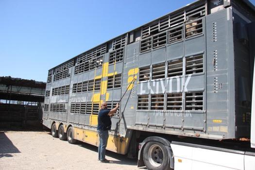 Türk mühendisler üretti! Canlı hayvan naklinde 5 yıldız konfor: Hayvana eziyet sıfıra indi