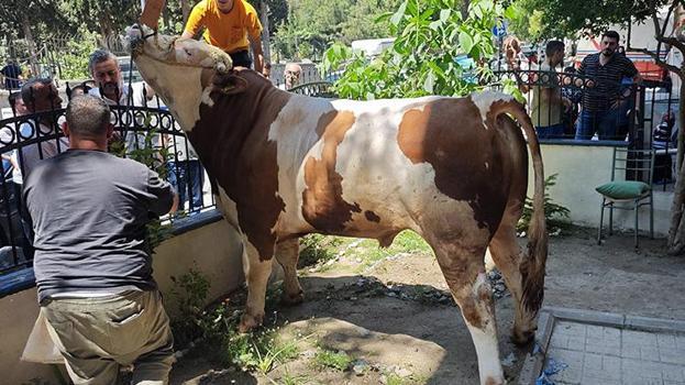 Bahçelievler'de mahsur kalan boğa itfaiye ekipleri tarafından kurtarıldı