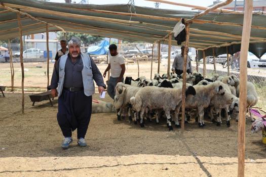 Kurbanlık ücretleri yüzde 40'a düştü! En düşük fiyat 13 bin lira oldu