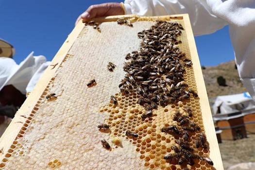 Doğu Karadeniz'in son 5 aylık bal ihracatı yüzde 11 artarak 1 milyon doları geçti