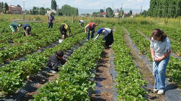 Devlet desteğiyle kurdular, yılda 8 hasat yapılıyor! Tüm ilçenin ihtiyacını karşılıyor, kilosu 100 lira
