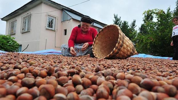 Düzce'den AB ülkelerine 12 bin 851 ton fındık gönderildi