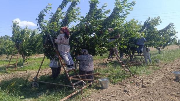 300 ton hasat köyden bir adımda Avrupa'ya ihraç ediliyor! Edirne'de üretimi var, yurt dışı fiyatı yüz güldürüyor