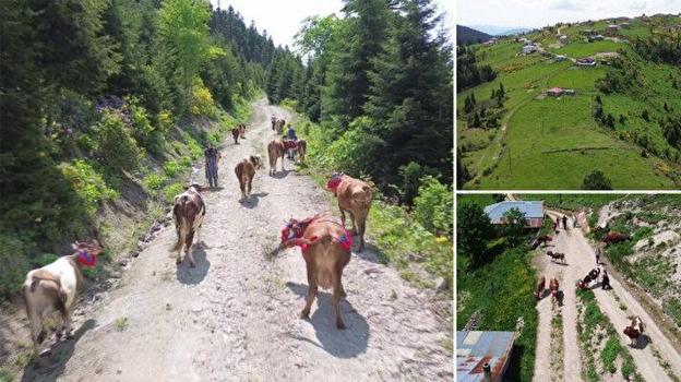 Karadeniz'de yayla göçü türkülü manili başladı!