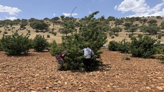 Mardin'de 17'nci kez kiraz festivali düzenlendi
