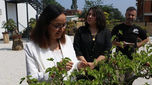 Yalova Valisi Kaya, meyve veren dut bonsainin hasadını yaptı