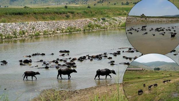 Muş'ta Afrika esintisi! Sıcakta böyle serinliyorlar