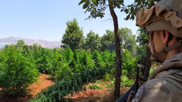 Diyarbakır'da 12 milyon 389 bin kök kenevir ve skunk ele geçirildi