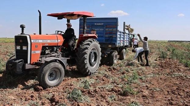 İngiltere'den gelip Aksaray'da kurdu! İlk hasat sonrası Avrupa sıraya girdi, tonlarca satacak