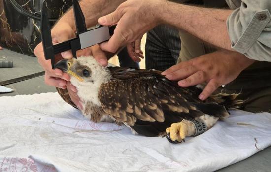Trakya'da, leylekler ve Şah Kartal için koruma seferberliği başlatıldı