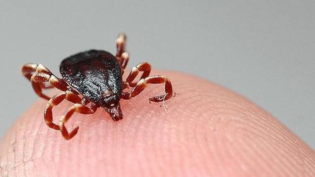 Kayseri'de kene can aldı! 65 yaşındaki vatandaş hayatını kaybetti