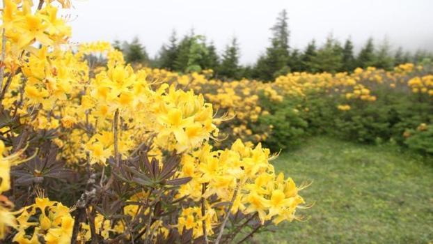 Giresun'u ziyaret edenlerin aklı bir tek onda kalıyor!