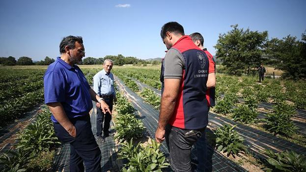 Öyle kârlı bir ürün buldu ki İstanbul'u terk edip Çanakkale'ye yerleşti! Bu ürünün alıcısı da geliri de çok