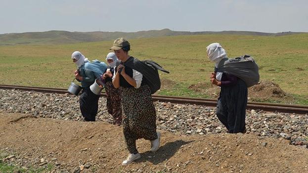 Muşlu berivanlar her gün kilometrelerce yol gidiyor! Hepsinin tek bir amacı var