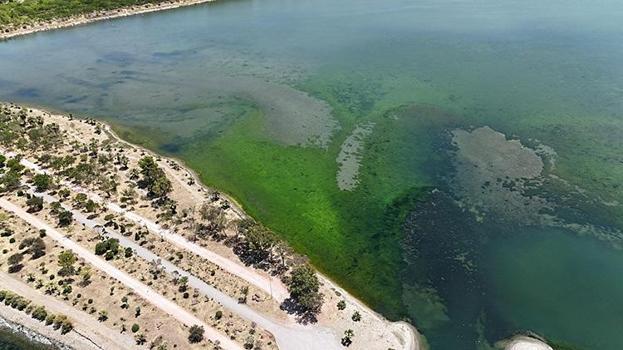 İzmir'de dehşete düşüren görüntü: Deniz yüzeyini birden kapladı, kuş cenneti tehlike altında!