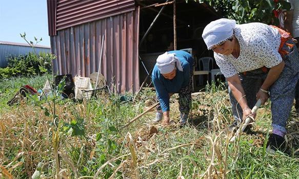 Ve ilk hasat başladı! Coğrafi işaretli ürünü sadece 6 kişi yetiştiriyor