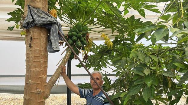 'Yerli' tropikal meyvenin hasadı başladı! Görenler ne olduğunu çözmeye çalışıyor, kilosu 50 liradan satılıyor