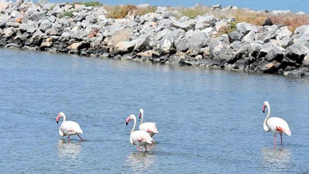İzmir Kuş Cenneti, 13 bin flamingo yavrusuna ev sahipliği yapıyor