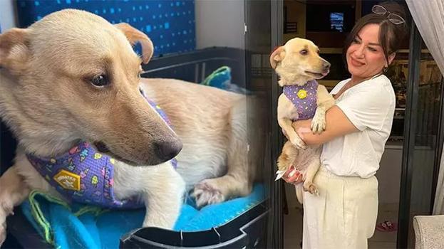 Belini kırıp felç bıraktılar: 'Hayat' isimli sokak köpeği Almanya'da yeni yuvasına kavuştu!