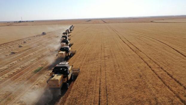 Türkiye bu hasatı bekliyordu! 200 bin ton buğdayı 15 günde kaldırıyorlar
