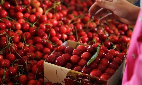 Tekirdağ'da hasat başladı! Kilosu 250 TL'den satılıyor