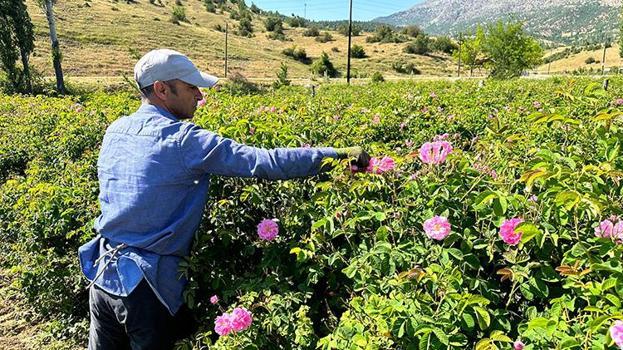 Dünya üretiminin yüzde 65'i buradan karşılanıyor! Tek bir damlası altın değerinde: Hasat başladı