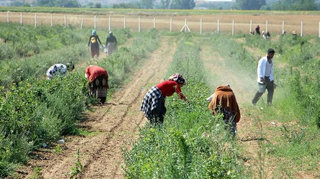 Edirne'ye taşındı, arazi satın alıp üretime başladı! Şimdi hasat başladı; Çiftçiye en iyi gelir getiren ürün