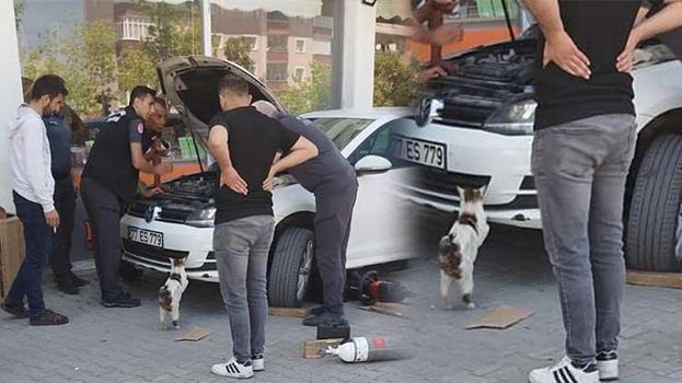 Erzurum'da yürekleri burkan görüntüler! Erzurum İtfaiyesi yavrular için seferber oldu, anne kedi bir an olsun başlarından ayrılmadı