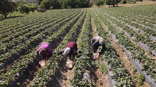 Muğla'da devlet hibe verdi proje başladı! Hasat vaktinde çiftçi para kazanmaya başladı