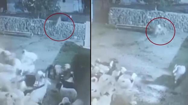 Diyarbakır'da koyunun kurda oyunu! Ölü taklidi yaparak kurtuldu