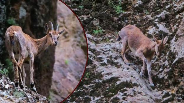 Erzincan'da buraya daha önce kimse ayak basmadı! Munzur'un gizemli sakinleri ilk defa görüntülendi
