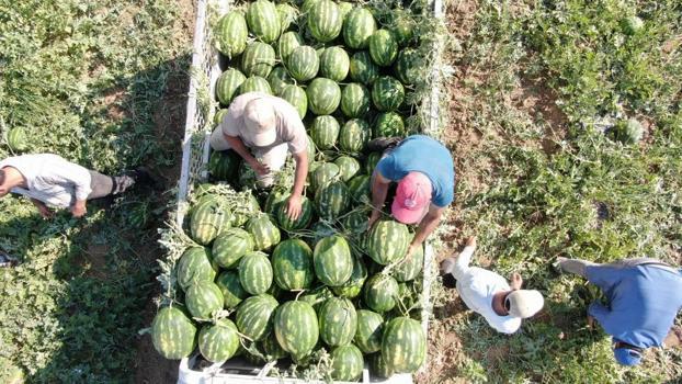 Bu karpuzu alabilmek için tarladan çıkmadan sıraya giriyorlar! Çukurova'dan sonra Aydın geliyor, üretici taleplere yetişemiyor