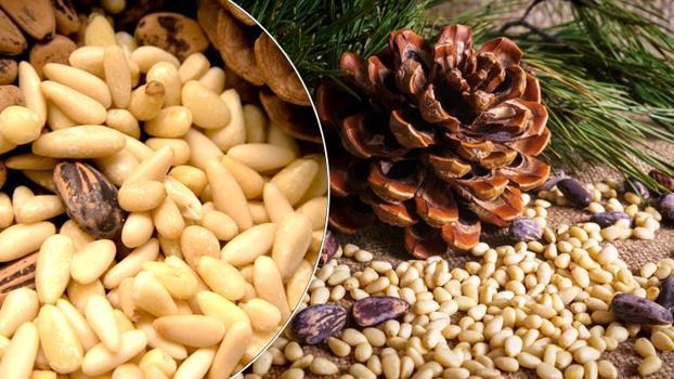 Zeytin ve İncirin yanına bir yenisi eklendi: Aydın'ın Çam Fıstığı dünya markası olma yolunda! AB tesciliyle sofralarda yerini alacak