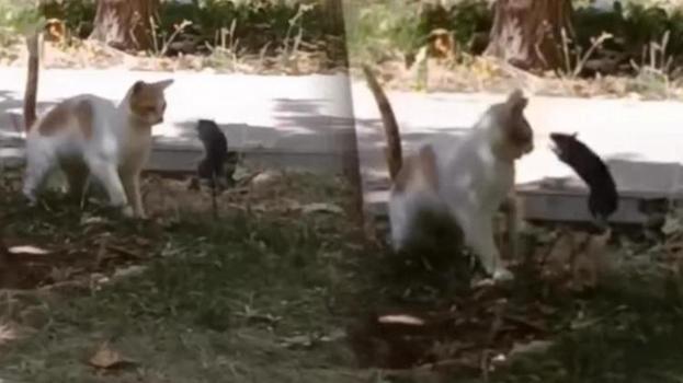 Tom ve Jerry gerçek oldu! Diyarbakır'da şaşırtan görüntüler: Kedinin fareden kaçtığı görüntüler şaşkına uğrattı