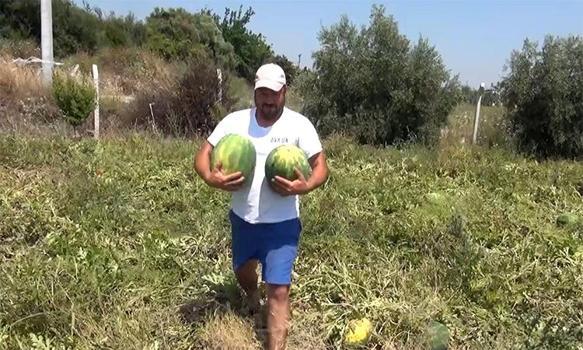 Satamayınca tarladaki karpuzları vatandaşa ücretsiz dağıttı