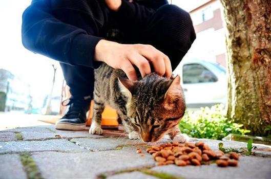 'Sokak kedilerine mama vermeyin'! Şehirlerde fare ve yılanlar çoğaldı
