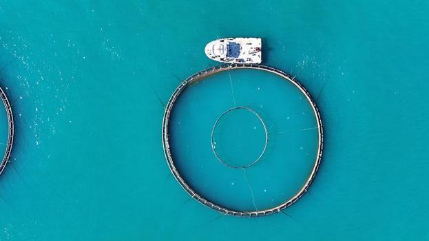 Karadeniz'den dünyaya ihraç ediliyor! Yılın ilk 5 ayında 160 milyon dolar ülkeye girdi